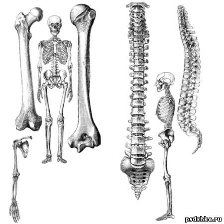 Люди - Anatomy